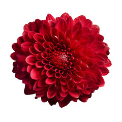 Tomato Red.tone. Chrysanthemum (Red): Love and deep passion