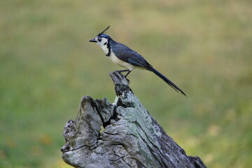 The white-throated magpie-jay (Calocitta formosa) is a large Central American species of magpie-jay. Costa Rica.