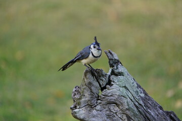 The white-throated magpie-jay (Calocitta formosa) is a large Central American species of magpie-jay. Costa Rica.