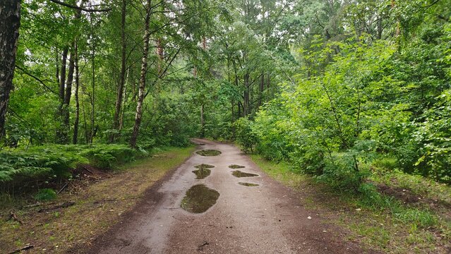 A dirt road with puddles and tire tracks passes through a mixed forest under overhanging branches. Grass, ferns, birches, pines and bushes grow along the road. Summer weather is warm and overcast
