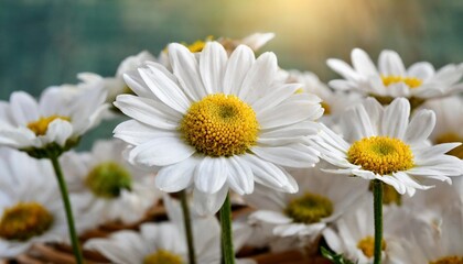 white daisy flowers for background