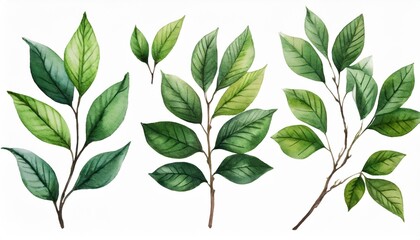 Fototapeta na wymiar set of green branches watercolor illustration