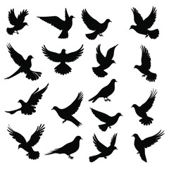 Bird silhouette dove pigeon vector illustration