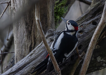 Buntspecht, Picoides major, Männchen auf Ast.
