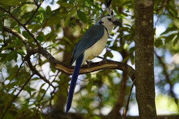 The white-throated magpie-jay (Calocitta formosa) is a large Central American species of magpie-jay. Costa Rica.