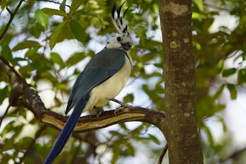The white-throated magpie-jay (Calocitta formosa) is a large Central American species of magpie-jay. Costa Rica.