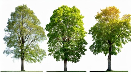set of large trees sycamore platanus trees isolated png in sunny daylight on a transparent...