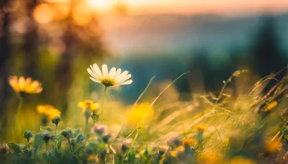 Zelfklevend Fotobehang abstract soft focus sunset field landscape of yellow flowers and grass meadow warm golden hour sunset sunrise time tranquil spring summer nature closeup and blurred forest background idyllic nature © Ashley