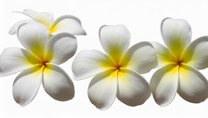 Fototapeta na wymiar set of white frangipani plumeria flower isolated png