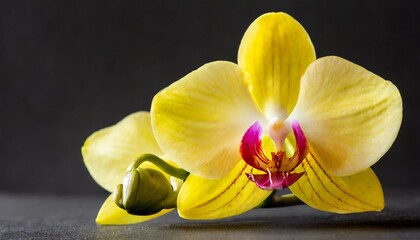 Fototapeta na wymiar beautiful yellow blooming tropical flower orchid on black dark background macro