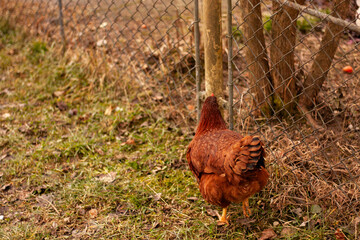 Red-haired chicken runs on the grass, rear view