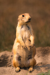 prairie dog on the ground