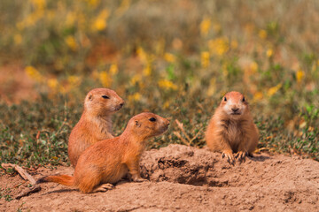 baby prairie dogs on the ground