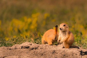 baby prairie dogs on the ground