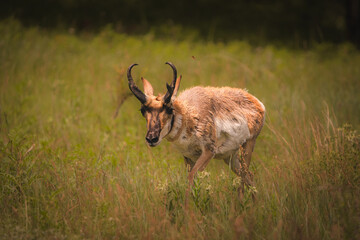 Pronghorn Grazing