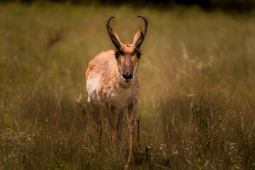 Pronghorn Grazing