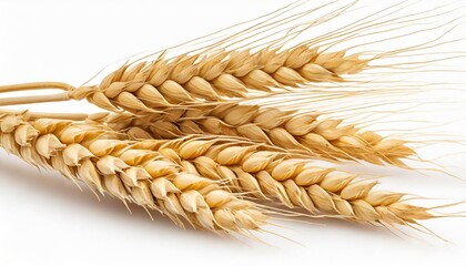 horizontal wheat ears isolated on a white background with clipping path full depth of field