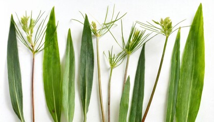 few stalks and leaves of meadow grass at various angles on white background