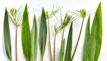 Crédence de cuisine en verre imprimé Herbe few stalks and leaves of meadow grass at various angles on white background