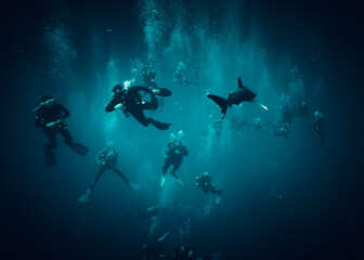 Fototapeta na wymiar The beauty of the underwater world - frightened divers run away from a whitetip shark - scuba diving in the Red Sea, Egypt
