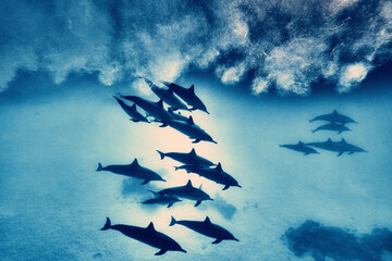 The beauty of the underwater world - beautiful fast and very intelligent - The dolphin is an...