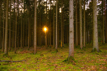 Sonne scheint durch Baumreihen im Moosbewachsenen Wald