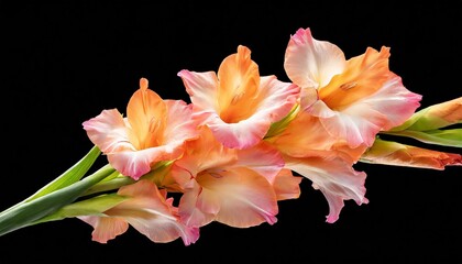 pink orange gladiolus flower stems isolated on transparent background