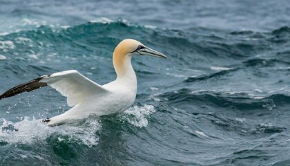 Fototapeta na wymiar solitary gannet in the ocean