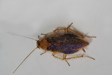 Bernsteinschabe (Ectobius vittiventris) 