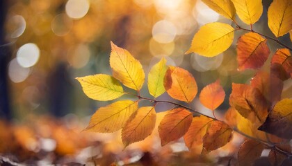 autumn yellow and orange leaves close up against bokeh background fall bright background