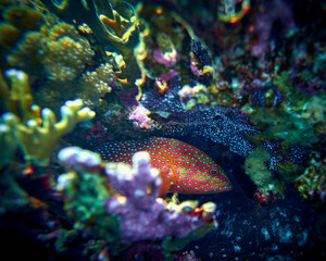 Fototapety na wymiar - Fototapeta24.pl