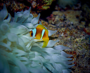 The beauty of the underwater world - The orange clownfish (Amphiprion percula) also known as percula clownfish and clown anemonefish - scuba diving in the Red Sea, Egypt