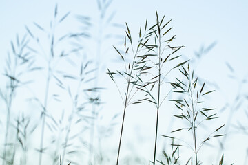 panicles of grass in a summer morning field or meadow