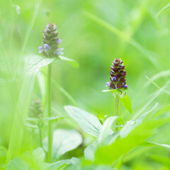 blooming heal-all in a summer field