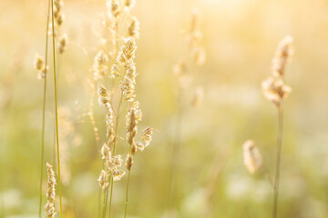 panicles of grass in a summer field or meadow