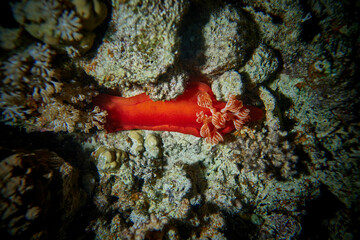 The beauty of the underwater world - The Spanish dancer, scientific name Hexabranchus sanguineus - scuba diving in the Red Sea, Egypt
