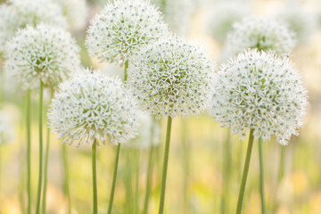 wonderful blooming white allium flowers