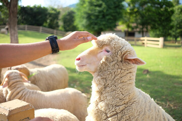 a man reach out his hand to touch a white sheep's head in sheep farm