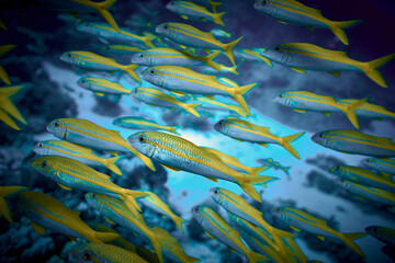 The beauty of the underwater world - big school of fish - The goatfishes - fish of the family Mullidae, the only family in the order Mulliformes - scuba diving in the Red Sea, Egypt