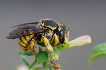 Closeup shot of a female of the yellow banded European wool carder bee, Anthidium manicatum, on a green leaf