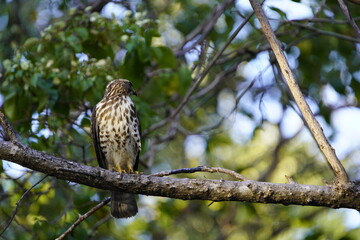 Swainson's hawk (Buteo swainsoni) is a large bird species in the Accipitriformes order. Costa Rica.
