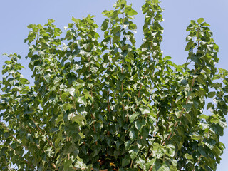 Tree branches with green leaves in front of blue sky 