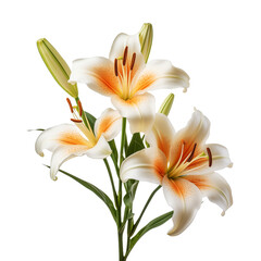 Fototapeta premium Bouquet of yellow lilies isolated on transparent and white background. Ideal for use in advertising. Generative ai