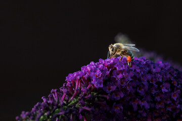 Pracująca pszczoła