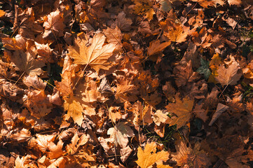 Feuilles mortes sur le sol