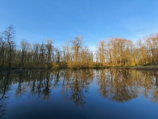 Reflection of trees on water