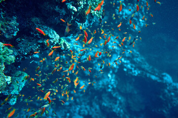 Fototapeta na wymiar The beauty of the underwater world - Pseudanthias squamipinnis – Sea goldies or Goldfish - beautiful, amazing wealth of underwater life - large and small fish - scuba diving in the Red Sea, Egypt