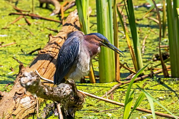 Green Heron