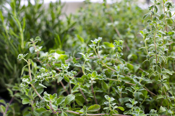 Fresh herb in the garden