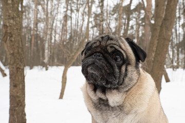 Dog. Pug. A purebred dog in a nature park. Pets. Animal themes